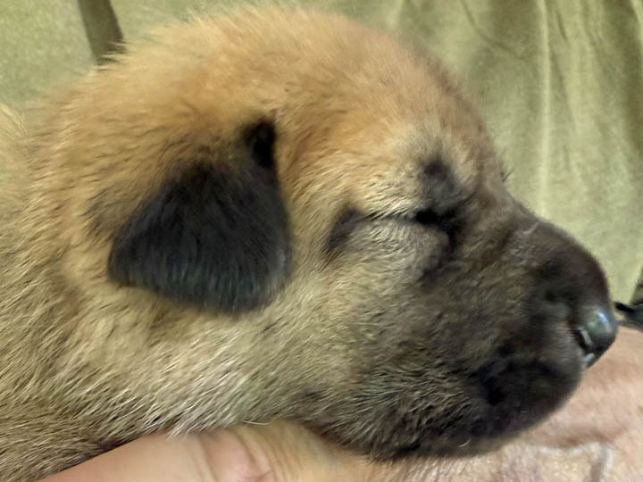 chinook puppy